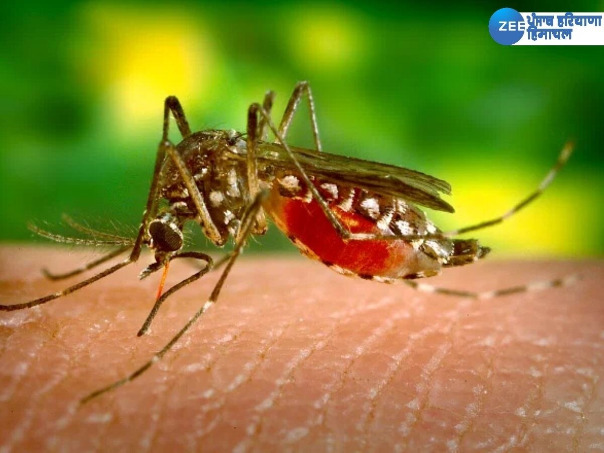 Punjab Dengue Case: ਹੜ੍ਹਾਂ ਤੋਂ ਬਾਅਦ ਡੇਂਗੂ ਦਾ ਕਹਿਰ, 440 ਕੇਸ ਆਏ ਸਾਹਮਣੇ, ਲੋਕਾਂ ਲਈ ਐਡਵਾਇਜ਼ਰੀ ਜਾਰੀ 