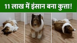 इंसान से कुत्ता बनने के लिए खर्च किए 11 लाख रुपये,  किया बचपन के सपने को पूरा!