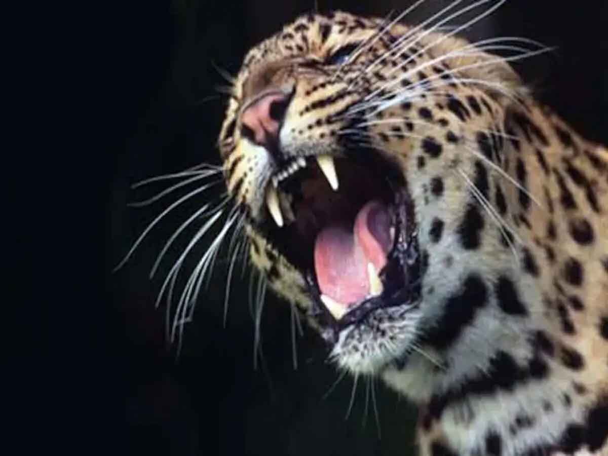 Mhow Leopard Attack: महू में तेंदुए ने किया बैल का शिकार, गांव में दहशत का माहौल