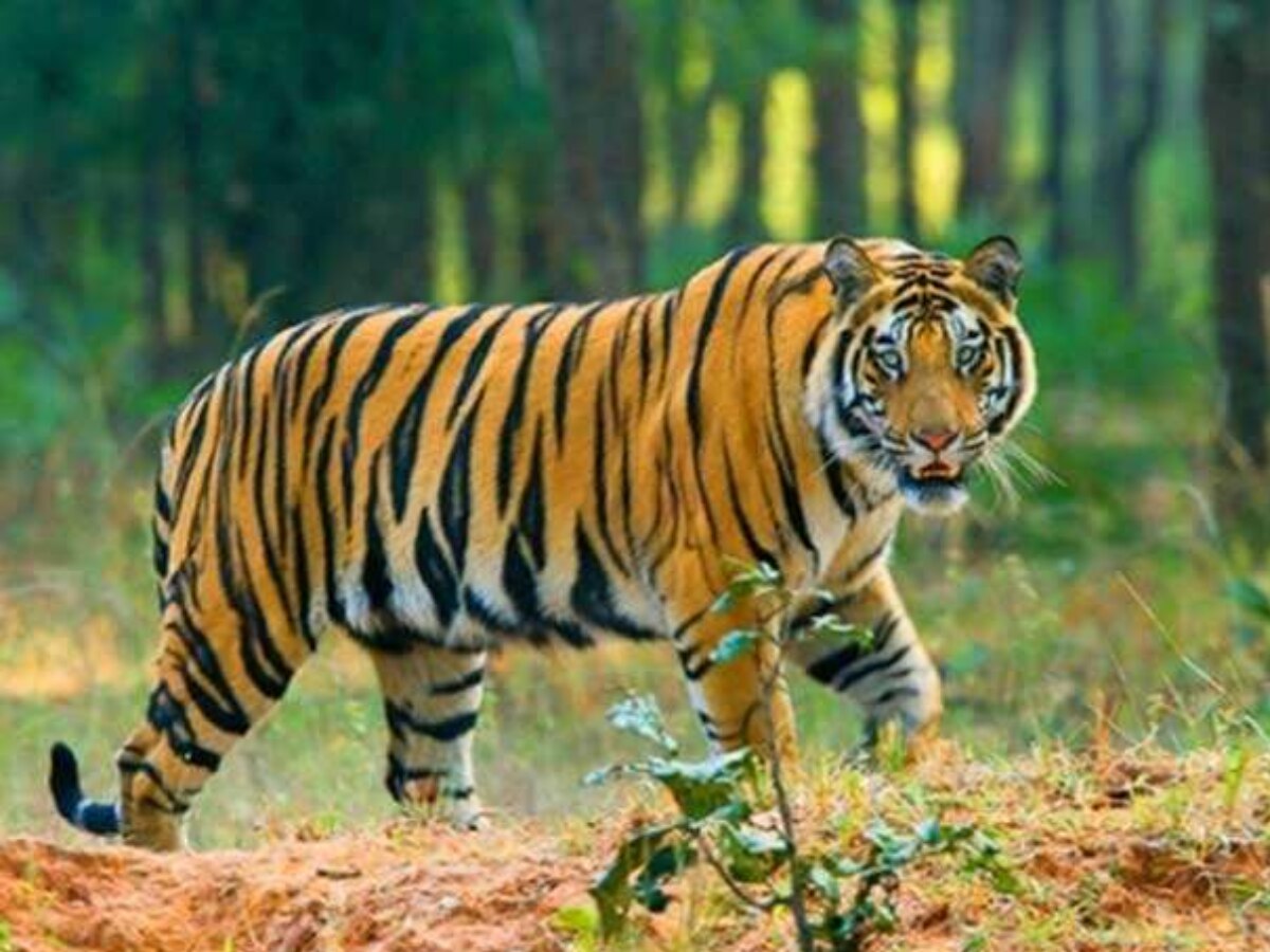 MP News: अब कान्हा टाइगर रिजर्व में हुई बाघ की मौत! इतने दिन बाद मिला शव 