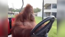 Latest Viral Video: गोल्फ कार्ट ड्राइव करते हुए बंदर का वीडियो वायरल, लोगों को खूब आ रहा पसंद