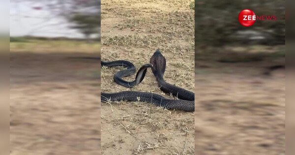 naag naagin making love in open field female snake run in shyness after ...