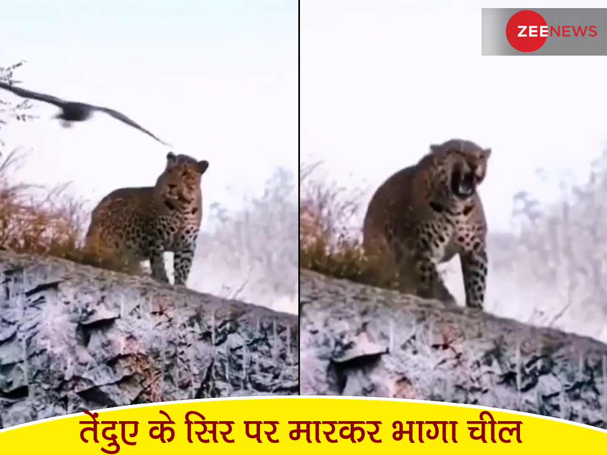 चील ने बंदर वाली की ऐसी हरकत, गुस्से से लाल हो गया तेंदुआ; देखिए फिर क्या हुआ चील ने बंदर वाली की ऐसी हरकत, गुस्से से लाल हो गया तेंदुआ; देखिए फिर क्या हुआ