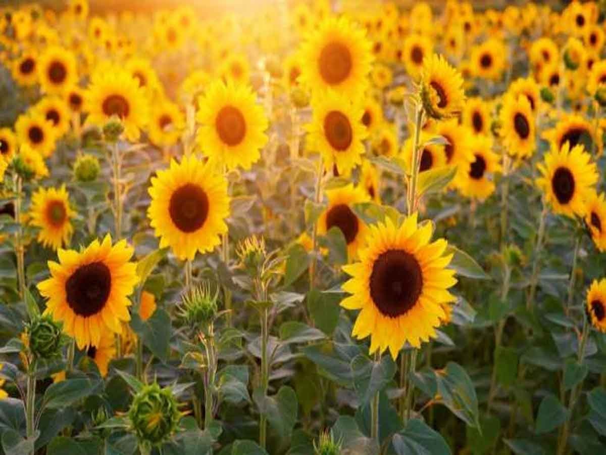 शादी की 50वीं सालगिरह पर पत्नी को दिया खास गिफ्ट, 80 एकड़ जमीन पर उगाए 12 लाख सूरजमुखी के फूल