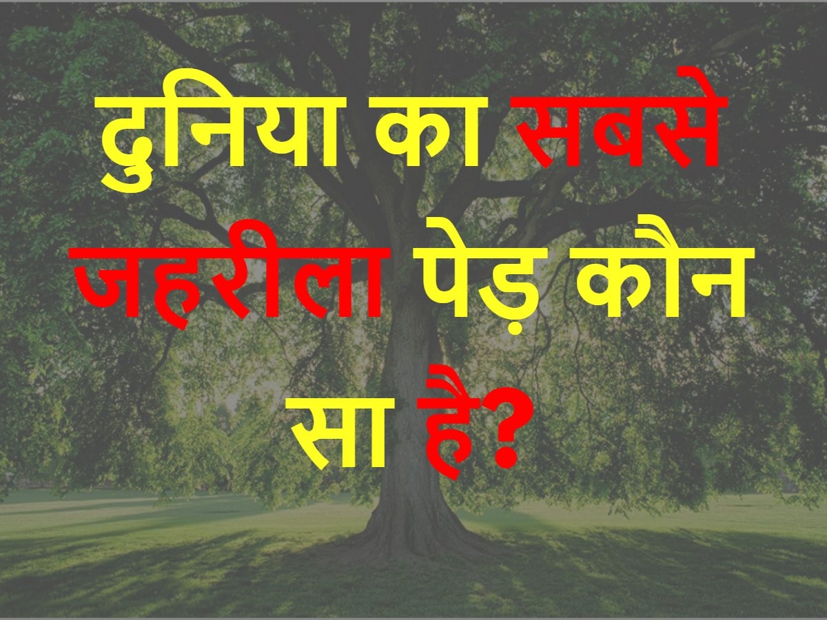 Quiz: दुनिया का सबसे जहरीला पेड़ कौन सा है?