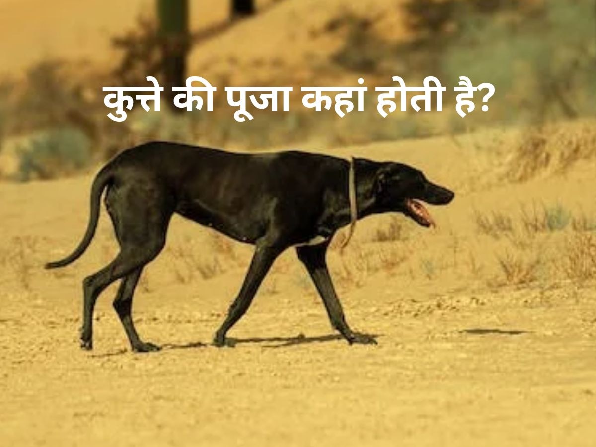 Dog Worship: किस देश में होती है कुत्ते की पूजा? नाम सुनेंगे तो भैचक्के रह जाएंगे..जान लीजिए