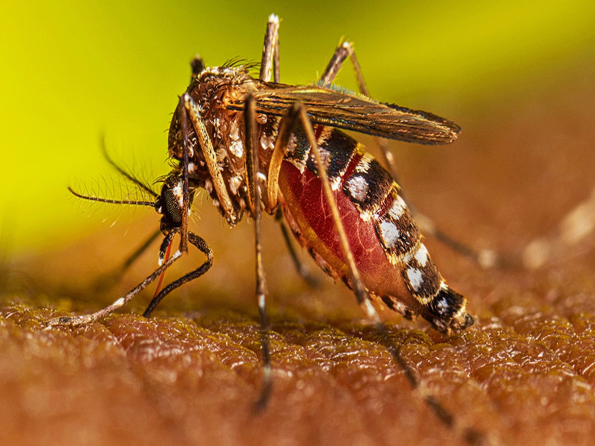Dengue Diet: डेंगू बुखार में इन चीजों के सेवन रहे दूर, जान को हो सकता है खतरा, इन चीजों से बढ़ेगा इम्यून सिस्टम
