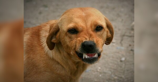 Street dog entered house and ate private part of a 6 year old boy ...