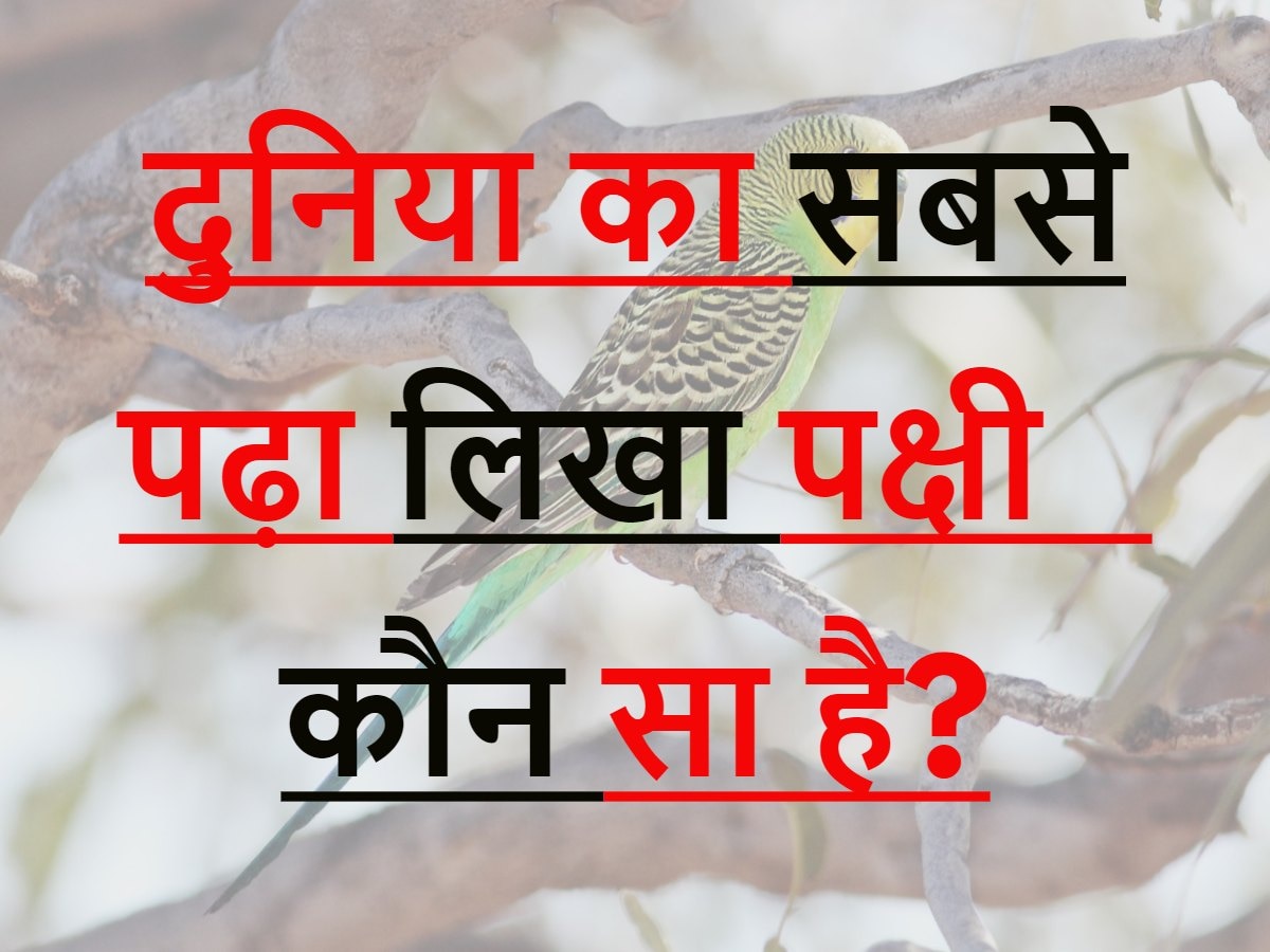 Quiz: दुनिया का सबसे पढ़ा लिखा पक्षी कौन सा है?