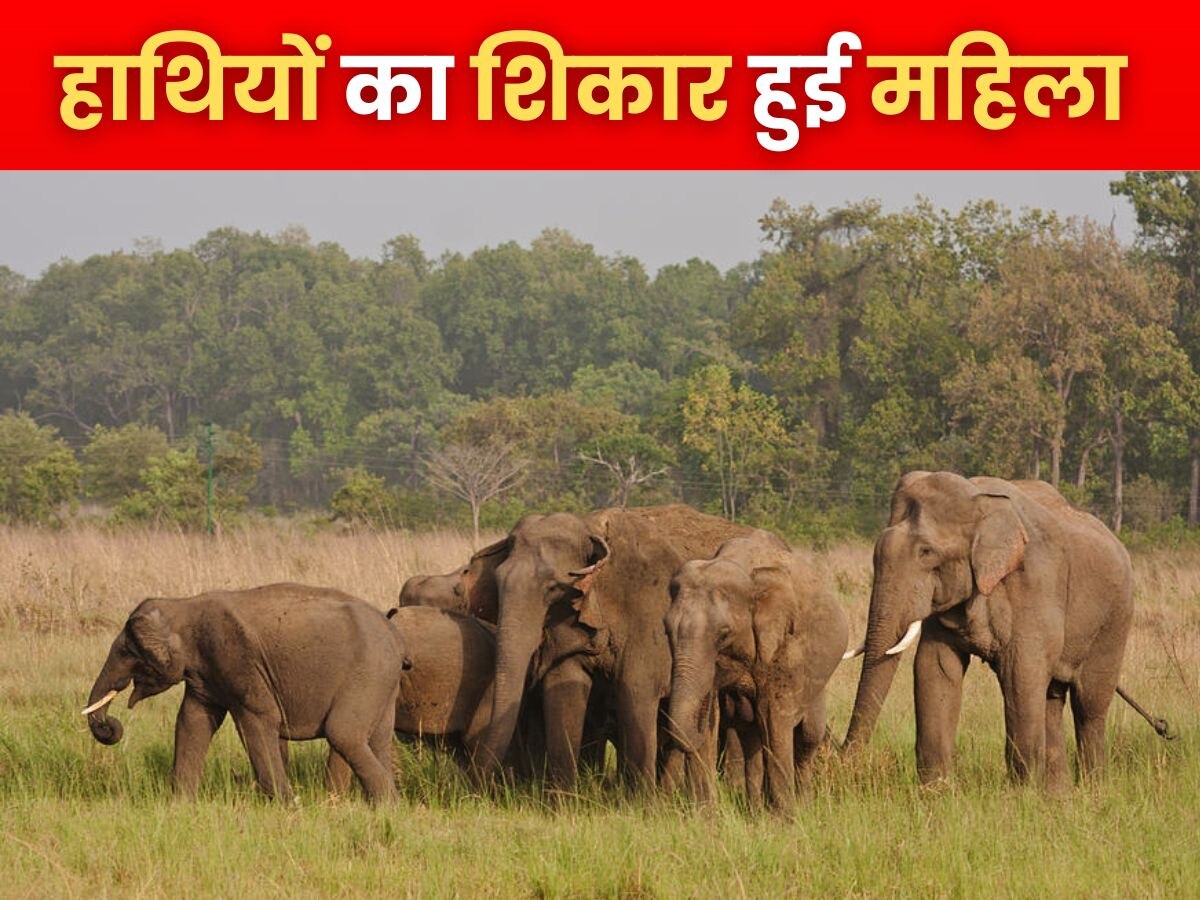Uttarakhand News: रामनगर में हाथियों के गुस्से का शिकार हुई महिला, मौके पर ही दम तोड़ा