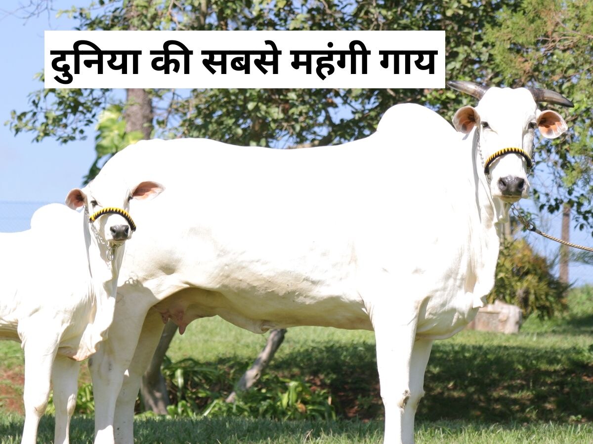 Nelore Cow: ये है दुनिया की सबसे महंगी गाय, भारत से है सीधा कनेक्शन! कीमत सुनेंगे तो यकीन नहीं होगा