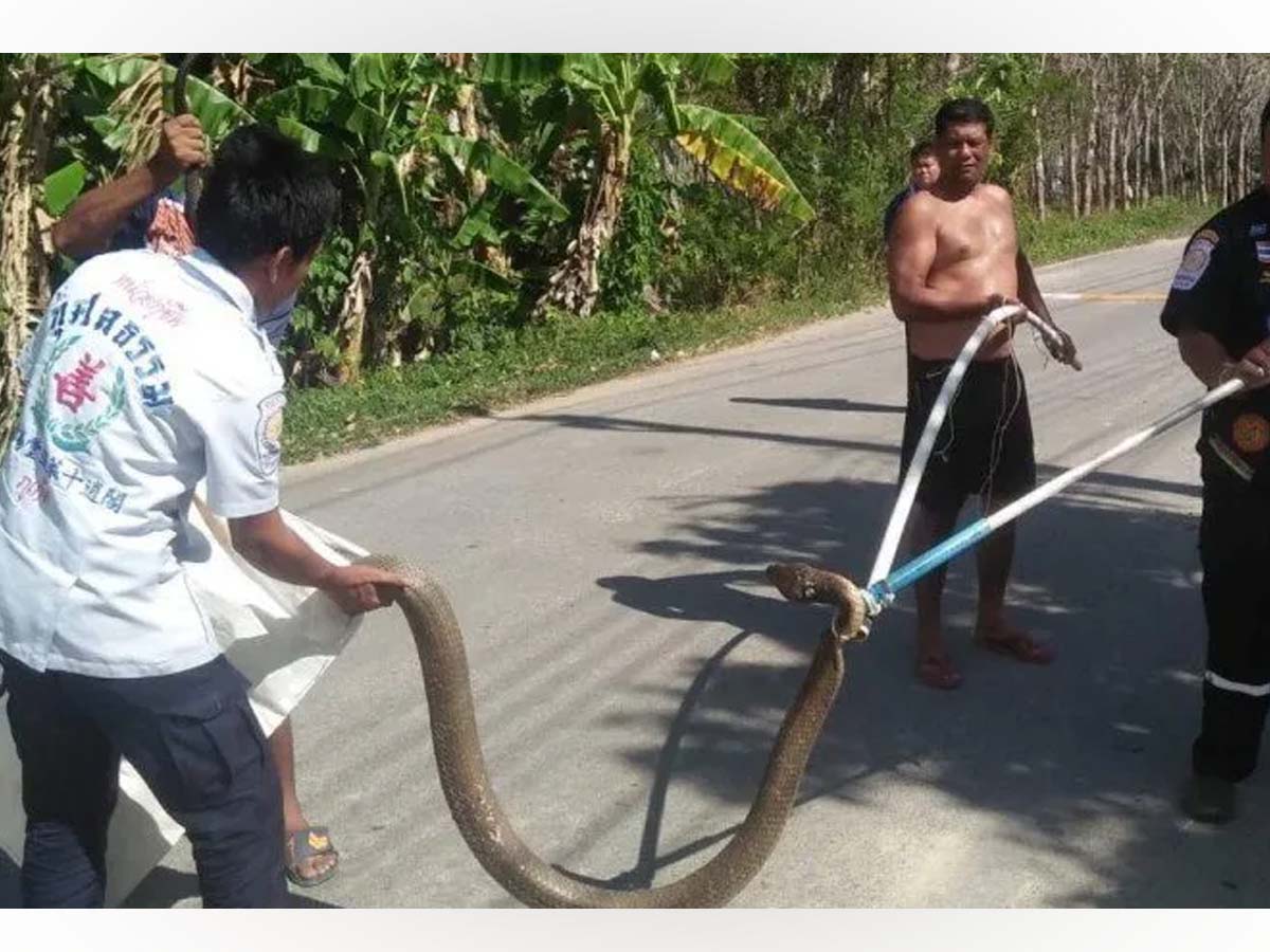 मार दिया गया सबसे वजनी कोबरा