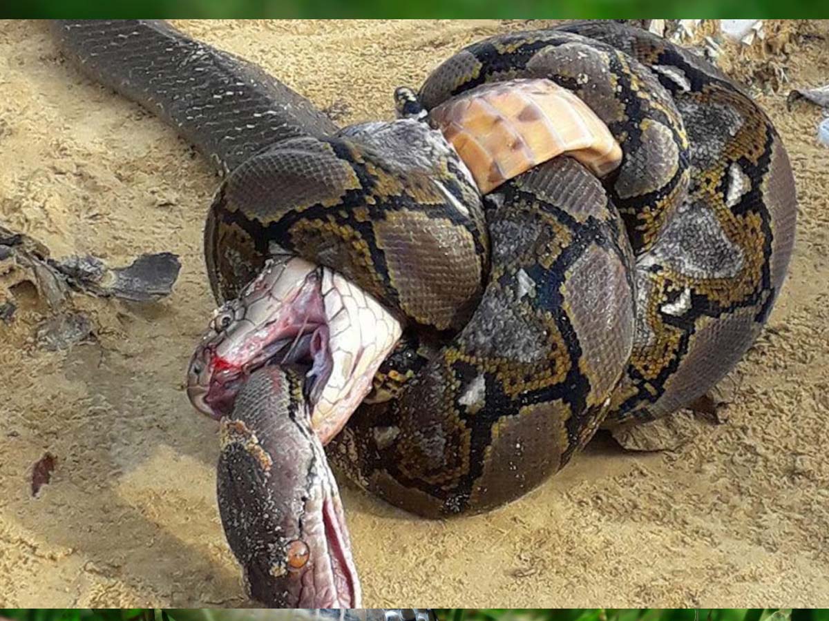अजगर को भी निगल जाते हैं कोबरा