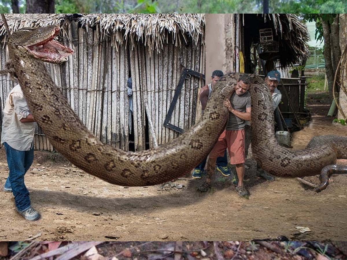 इंडोनेशिया में मिला था सबसे लंबा सांप