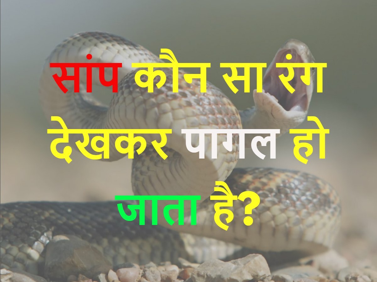 Quiz: सांप कौन सा रंग देखकर पागल हो जाता है?