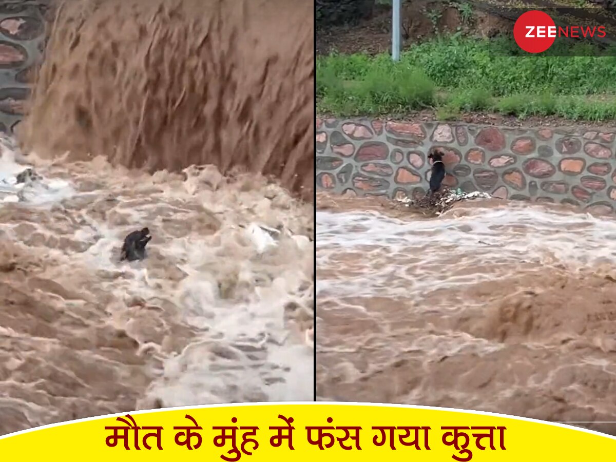 Video: मौत से बचने के लिए कुत्ते ने मारे हाथ-पांव, लेकिन आखिरी सेकेंड में जो हुआ वो देखने लायक है