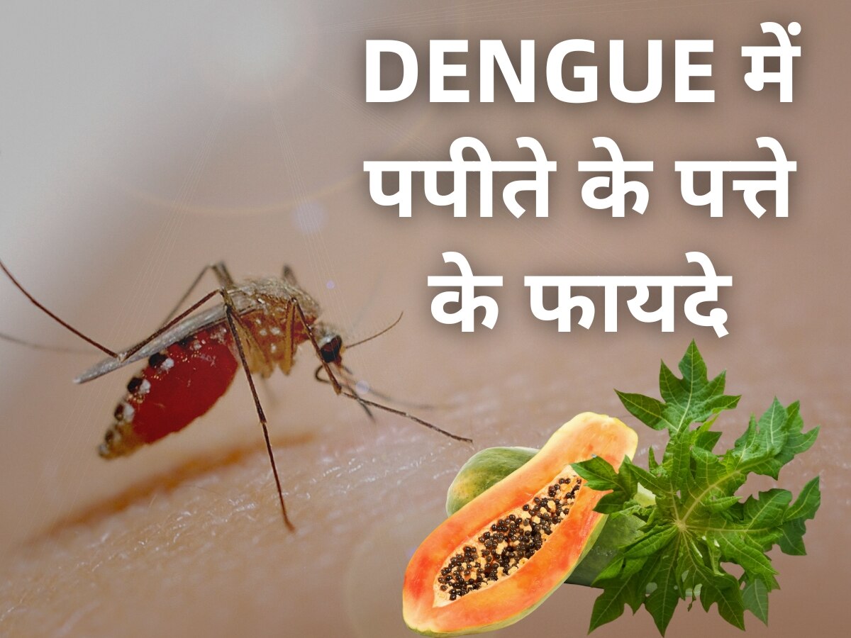 Papaya leaf benefits in dengue fever know how to use papaya leaves to