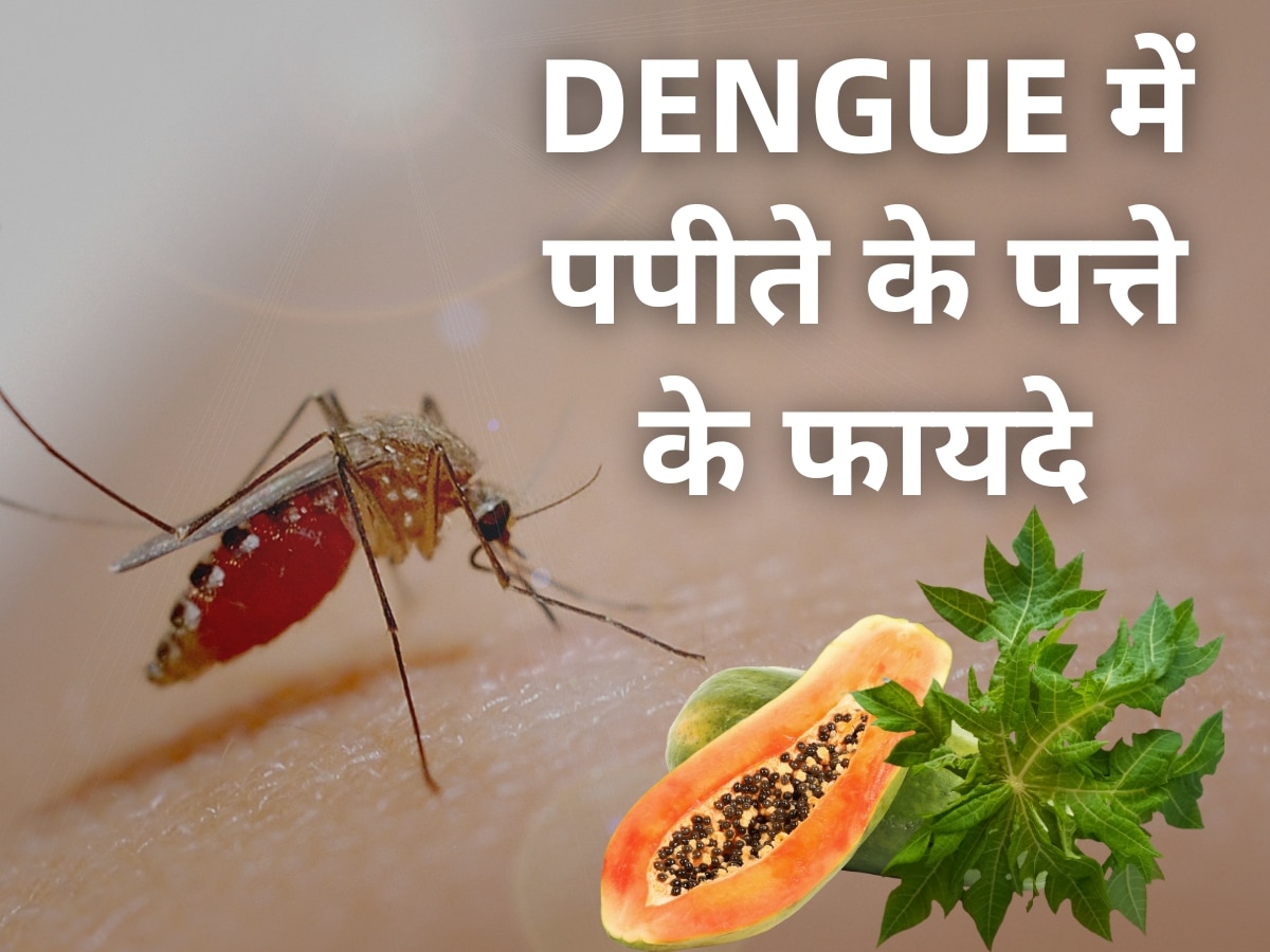 Papaya Leaf Benefits: डेंगू को मात देने के लिए किस तरह करें पपीते के पत्तों का इस्तेमाल?