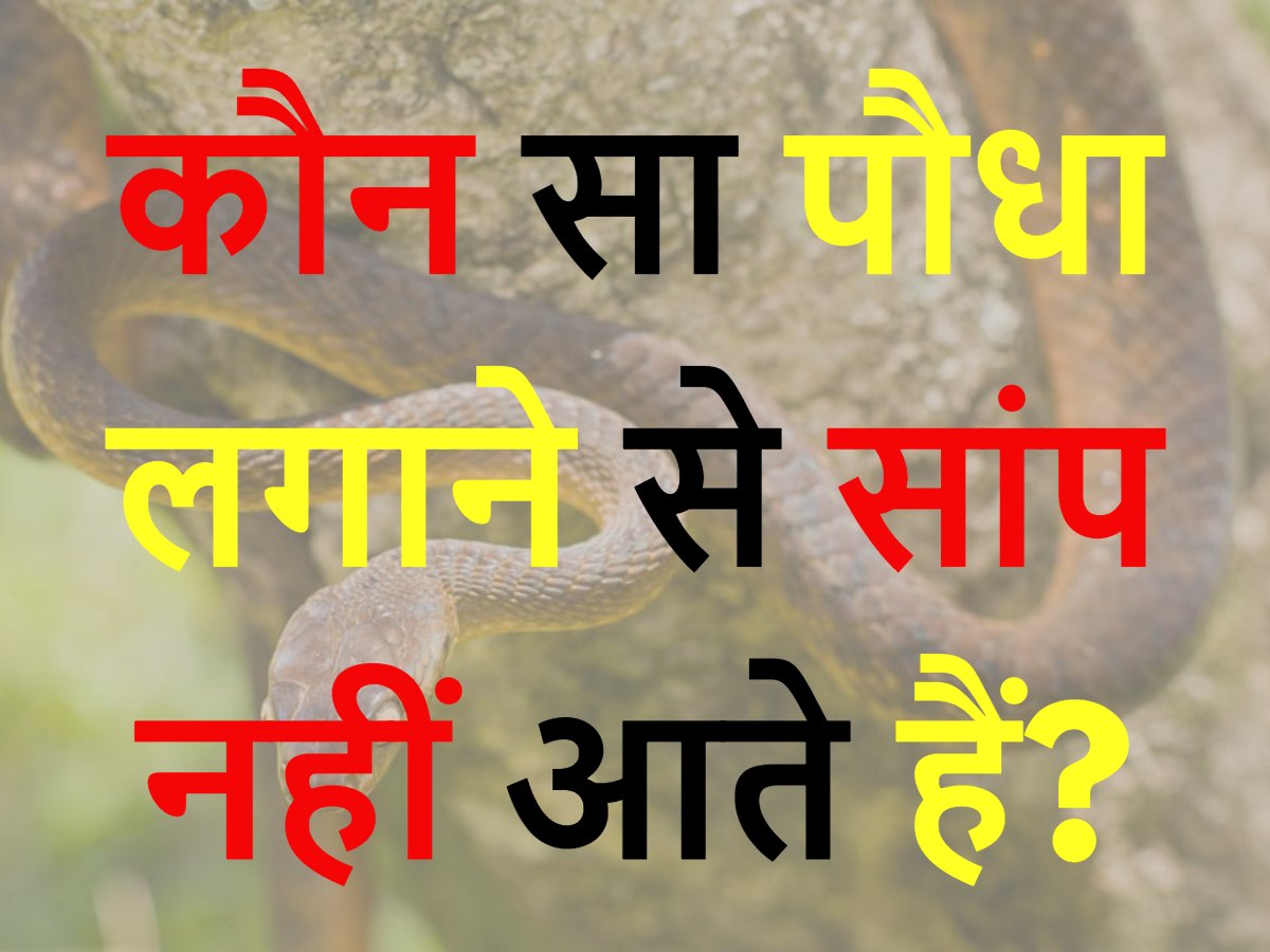 Quiz: कौन सा पौधा लगाने से सांप नहीं आते हैं? Quiz: कौन सा पौधा लगाने से सांप नहीं आते हैं?