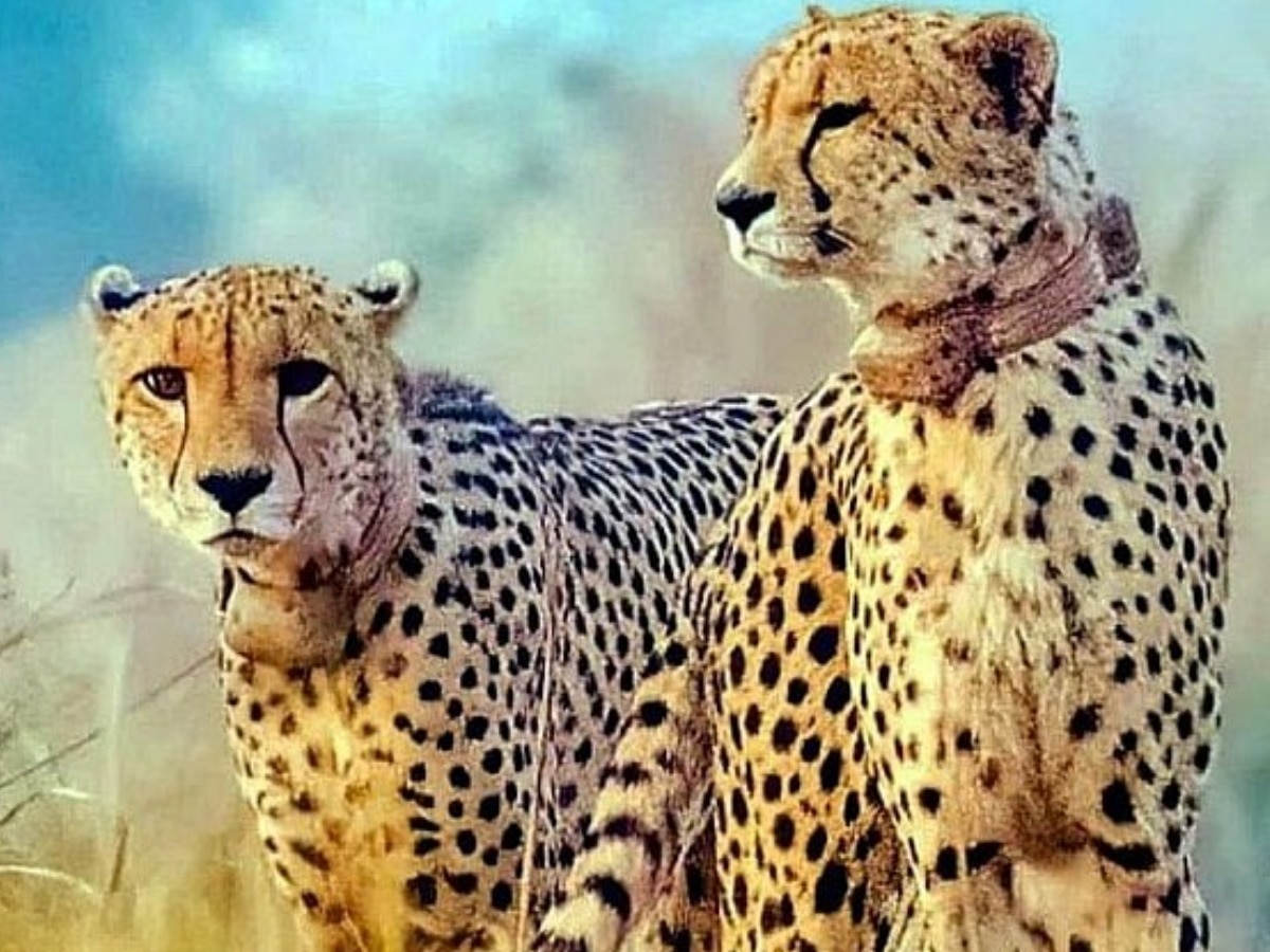 Kuno Cheetah Death: सामने आया कूनों में चीतों की मौत का सच, नामीबिया की टीम ने किया खुलासा