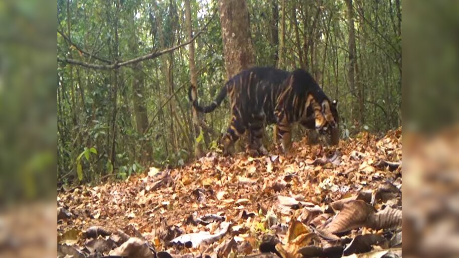 Melanisitic Tiger is being discussed, Simlipal Reserve is their ...