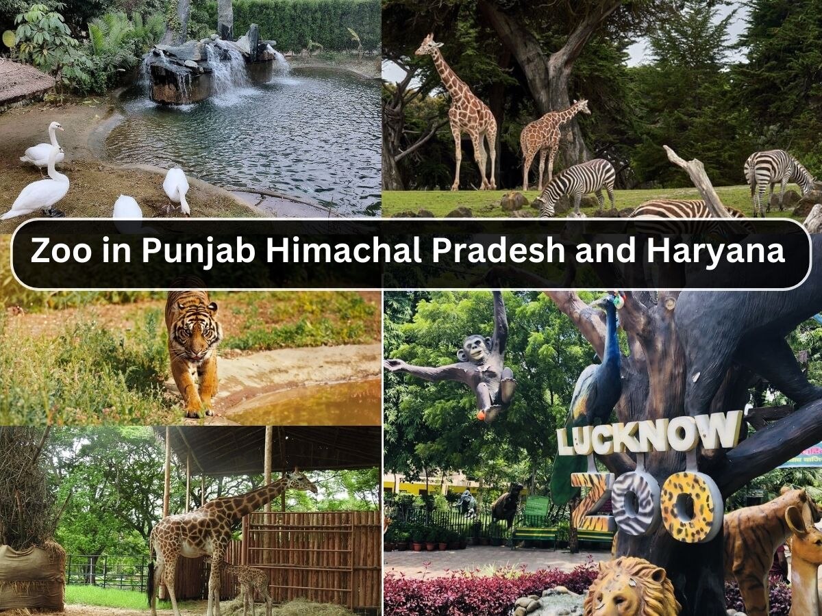 Zoo in Punjab News: ਜਾਣੋ ਪੰਜਾਬ ਵਿੱਚ ਕਿੰਨੇ ਬਣੇ ਹਨ ਚਿੜੀਆਘਰ! ਵੇਖੋ ਇੱਕ ਰਿਪੋਰਟ ਰਾਹੀਂ ਪੂਰਾ ਡਾਟਾ