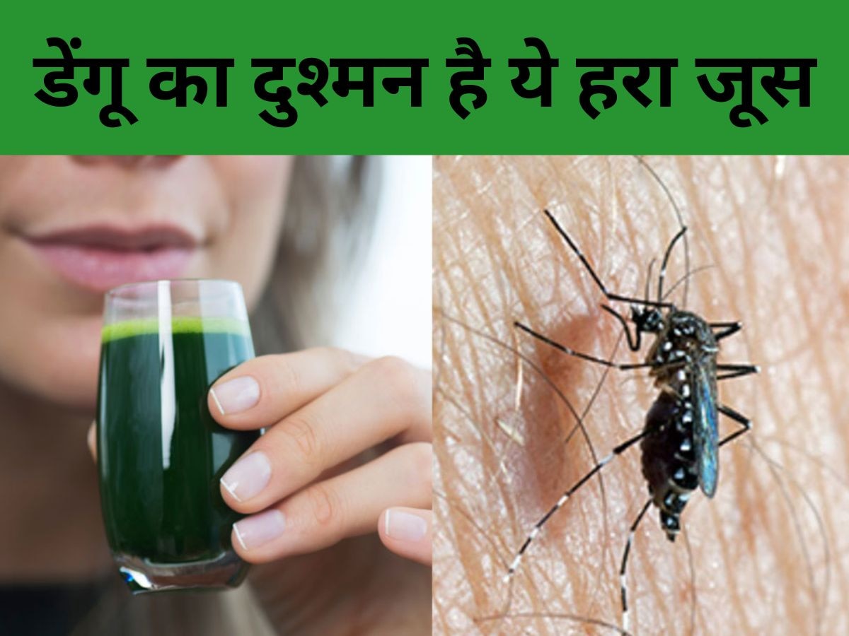 Dengue Fever: Monsoon में बढ़ गया डेंगू फीवर का रिस्क? Platelets बढ़ाने के लिए जरूर पिएं ये हरा जूस