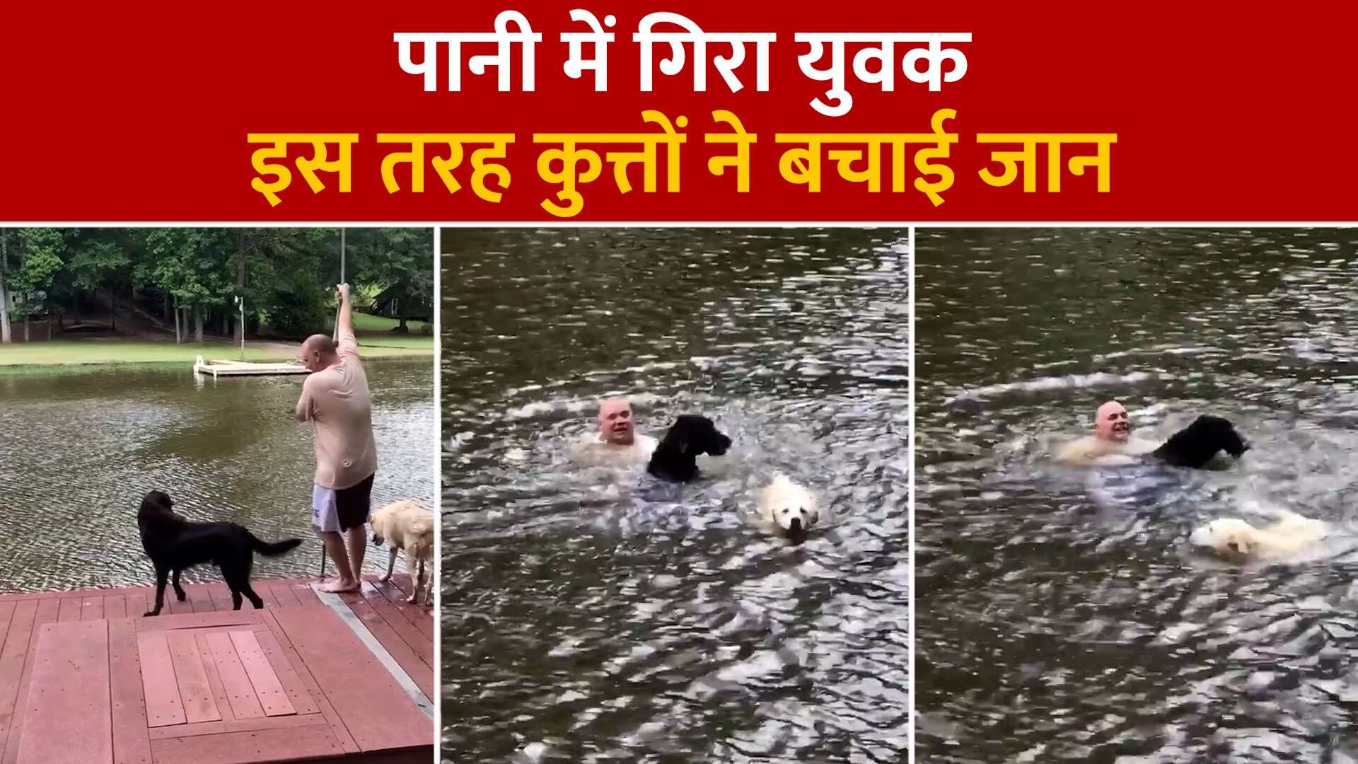 Viral Video Dogs panic when owner swings out and falls into lake then swim out to rescue him