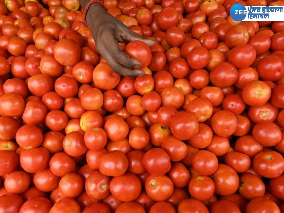 Tomato Price News: ਕਸ਼ਮੀਰੀ ਸੇਬ ਤੋਂ ਵੀ ਮਹਿੰਗਾ ਵਿਕ ਰਿਹਾ 'ਲਾਲ ਟਮਾਟਰ', ਗਾਹਕਾਂ ਨੇ ਟਮਾਟਰ ਤੋਂ ਕੀਤੀ ਤੌਬਾ 