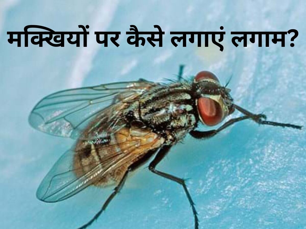 Flies Control: घर में मक्खियों ने कर दिया नाक में दम? अब निंजा टेक्निक के जरिए इनकी एंट्री पर लगाएं फुल स्टॉप