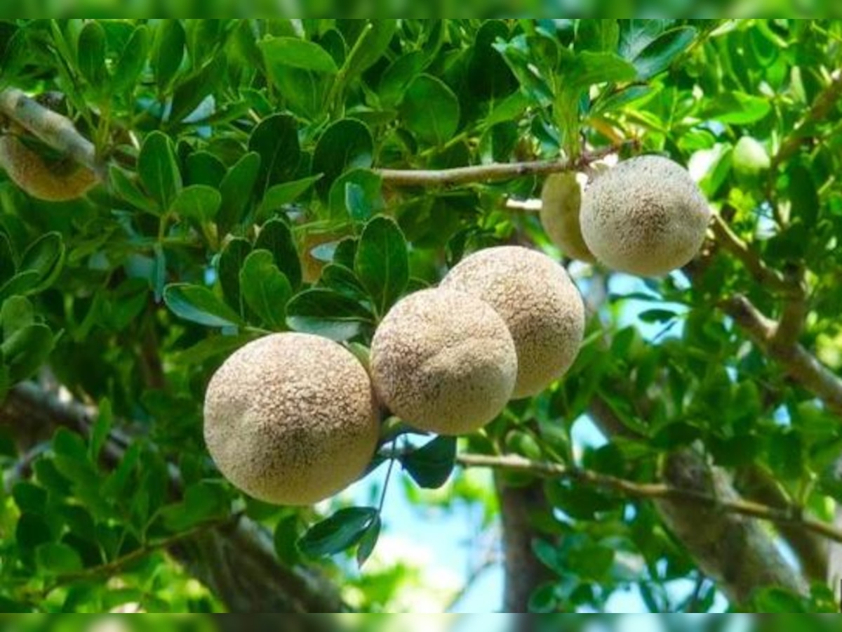 kaitha Khane ke fayde aur nuksan wood apple health benefits Kaitha Ke