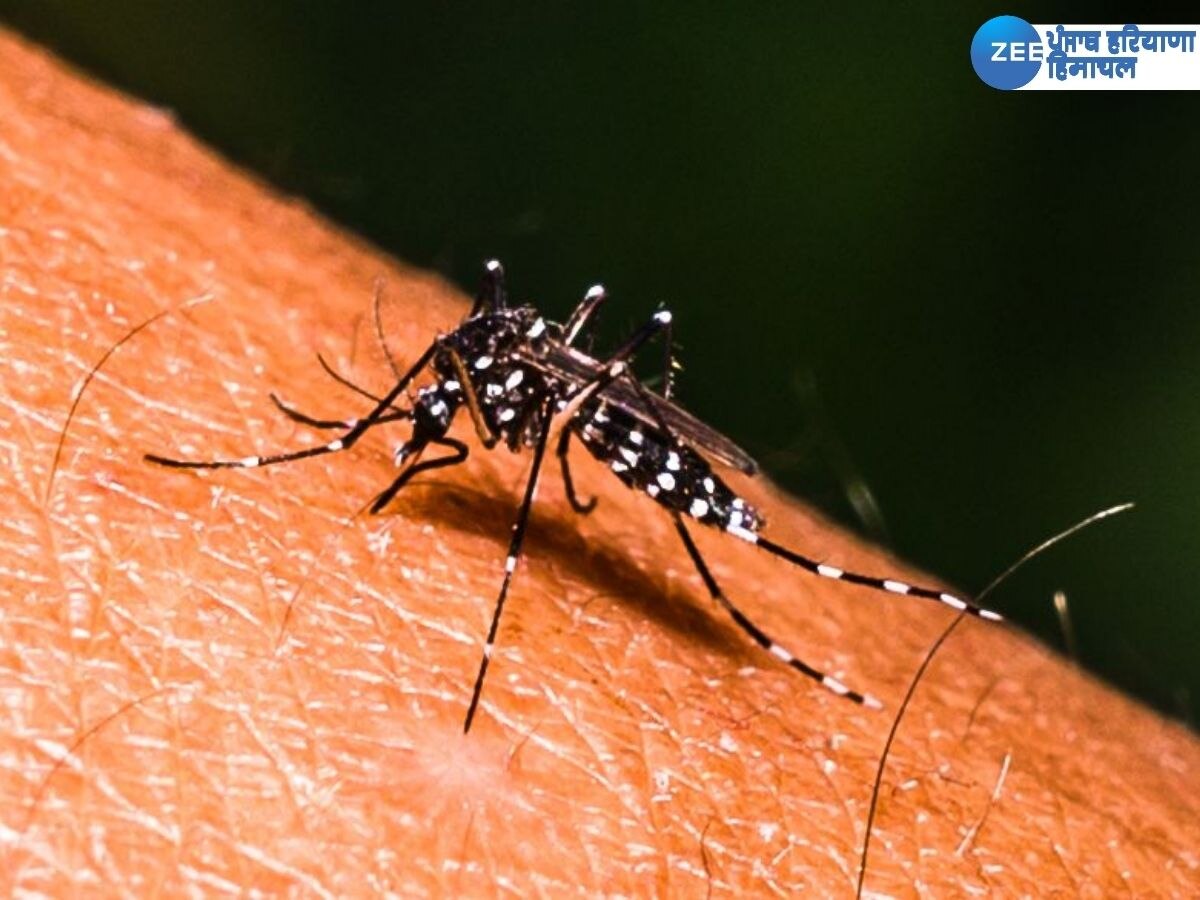 Punjab Dengue Case: ਹੜਾਂ ਤੋਂ ਬਾਅਦ ਹੁਣ ਮੱਛਰਾਂ ਦਾ ਕਹਿਰ, ਸੁਲਤਾਨਪੁਰ ਲੋਧੀ ਦੇ 40 ਤੋਂ ਵਧੇਰੇ ਪਿੰਡਾਂ 'ਚ ਡੇਂਗੂ ਫੈਲਣ ਦਾ ਖਦਸ਼ਾ