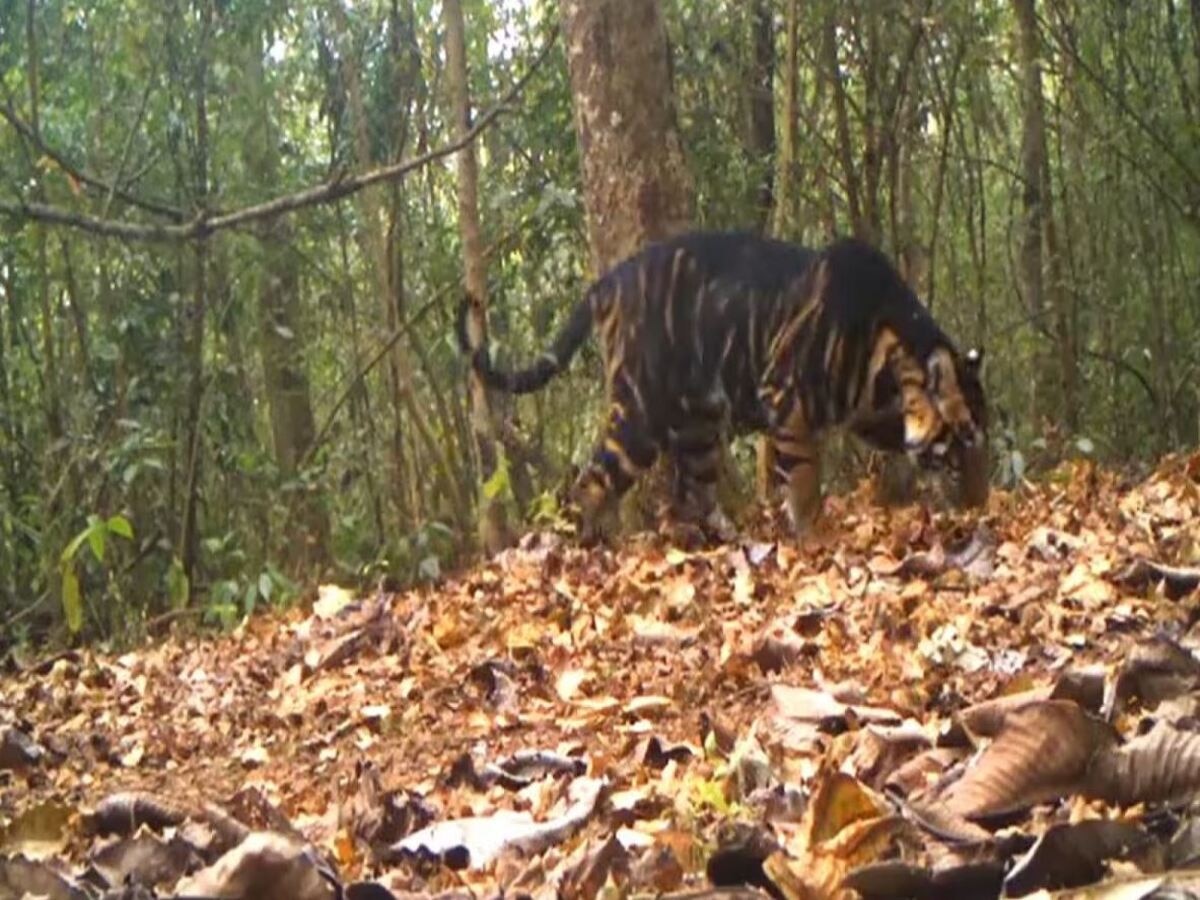 Melanisitic Tiger: ଦେଶରେ ଦେଖାଗଲା କଳା ବାଘ; ଜାଣନ୍ତୁ କେଉଁଠି ରହିଛି ପ୍ରାକୃତିକ ବାସସ୍ଥାନ?