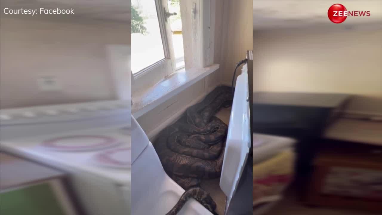 australian woman find two pythons mating in her kitchen behind ...