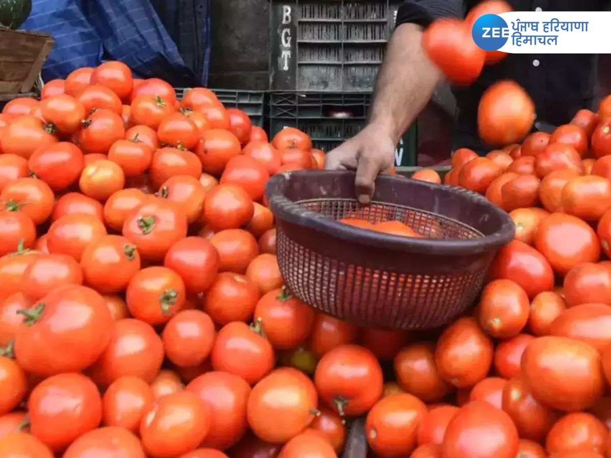 Tomato price in Chandigarh: ऊंचे टमाटर के दाम, फीका हुआ पकवान! जानिए चंडीगढ़ में टमाटर की कीमत कितनी 