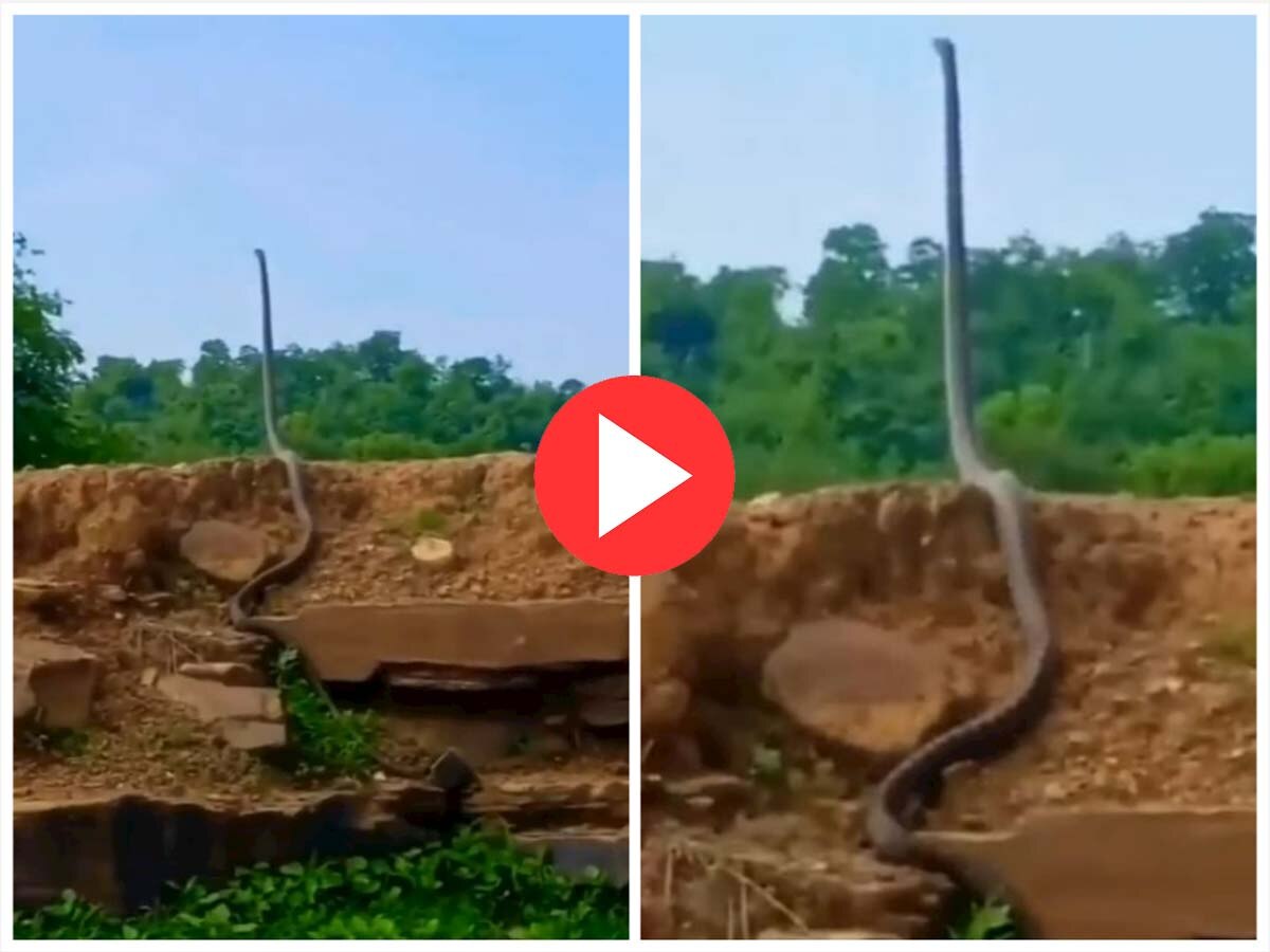 Snake Viral Video: इंसानों के जैसा खड़ा हो गया कोबरा, हैरत में पड़े यूजर, देखें