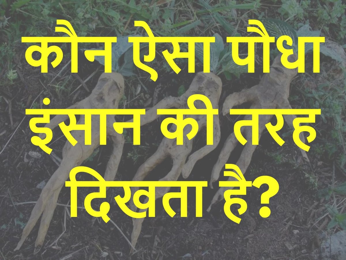 Quiz: कौन ऐसा पौधा इंसान की तरह दिखता है?