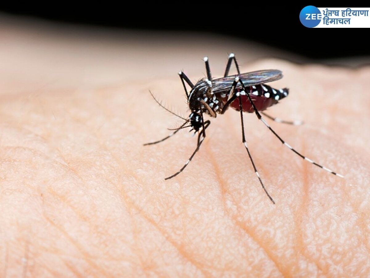 Dengue Cases: ਫਰੀਦਕੋਟ ਵਿੱਚ ਡੇਂਗੂ ਦਾ ਕਹਿਰ, ਜ਼ਿਲ੍ਹੇ 'ਚ ਆਏ 16 ਨਵੇਂ ਮਾਮਲੇ, 4 ਹਨ ਐਕਟਿਵ ਕੇਸ 
