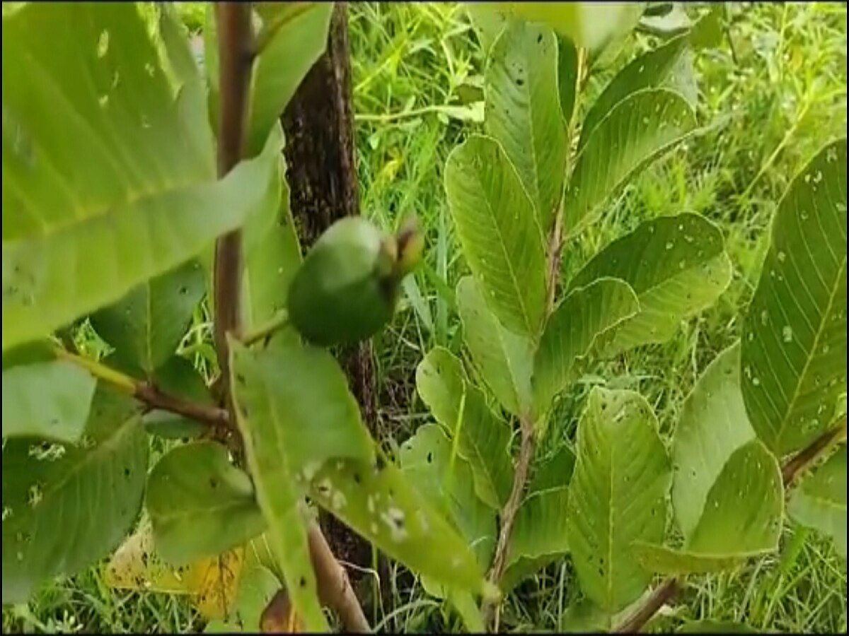 Bihar News: बिहार के खेतों में अब उगेंगे सेब! किसान ने 6 एकड़ में लगाए अमरूद और नींबू की खेती