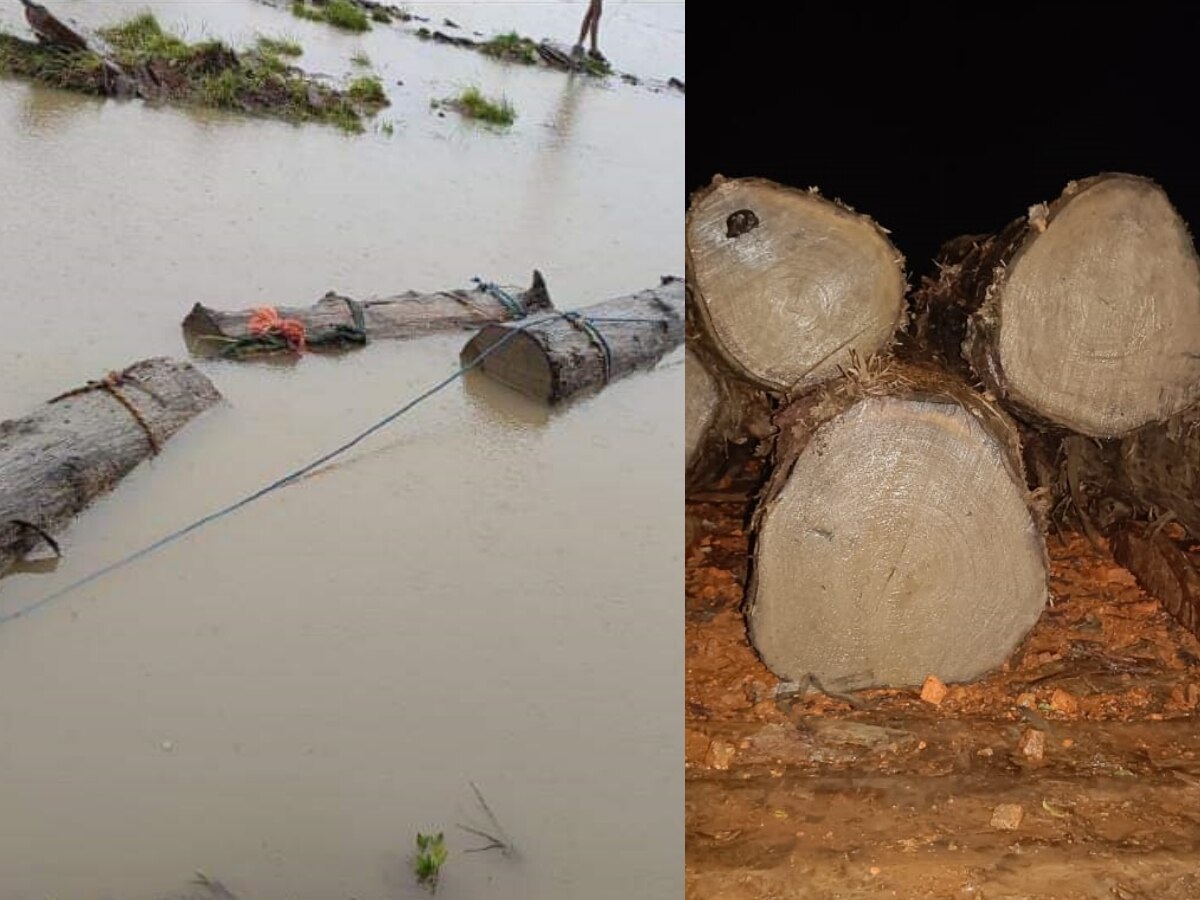 Damoh News: 'पुष्पा' स्टाइल में सागौन तस्करी, साली नदी में बहती मिलीं किमती लकड़ियां