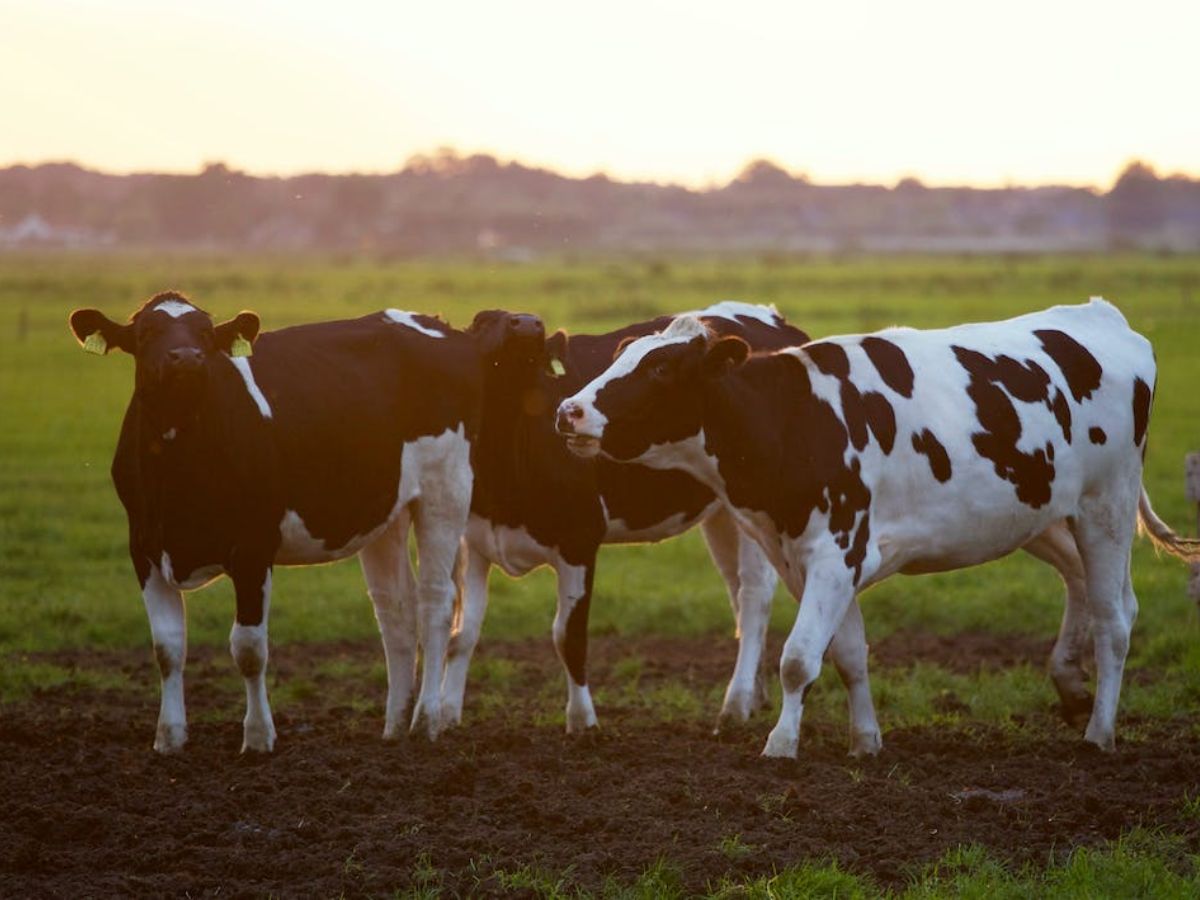 गाय को घोषित किया जाएगा राष्ट्रीय पशु? जानें केंद्र सरकार ने संसद में दिया क्या जवाब