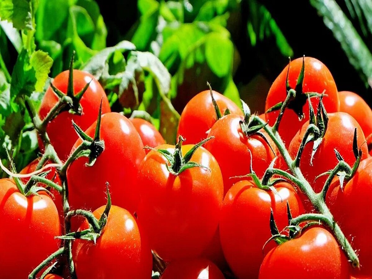 Tomato Price: टमाटर को चोरों से बचाने के लिए किसान ने किया जबरदस्त इंतजाम, तरीका हो गया वायरल
