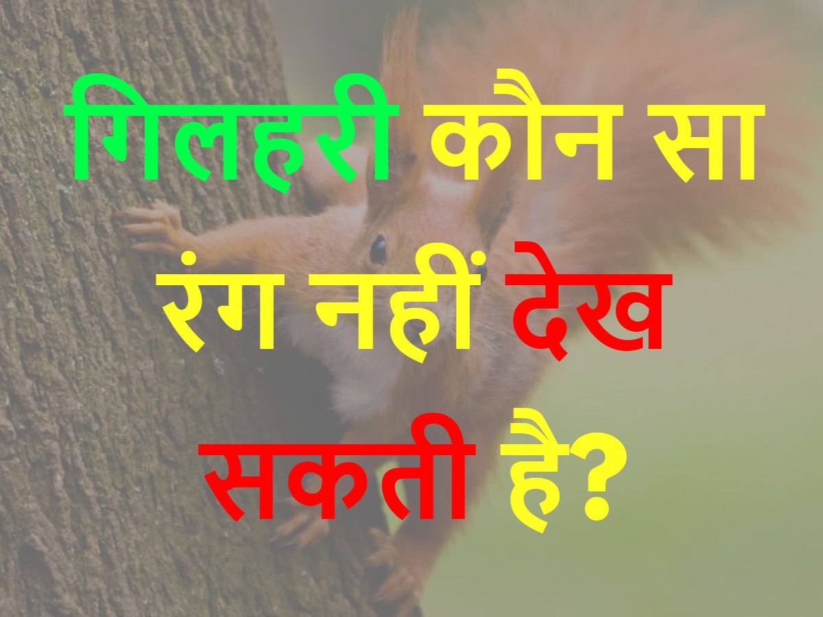 Quiz Gk trending Which color squirrel can not see | Quiz: गिलहरी कौन सा ...