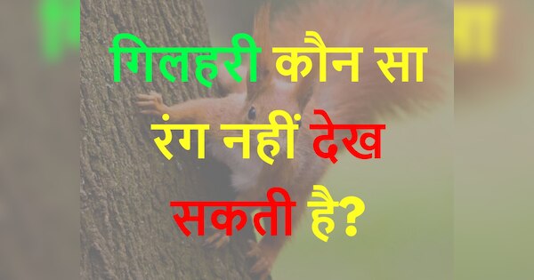 Quiz Gk trending Which color squirrel can not see | Quiz: गिलहरी कौन सा ...