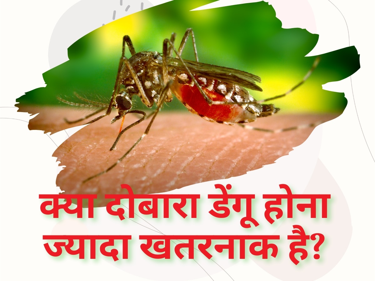 Dengue Symptoms: क्या दोबारा डेंगू होना ज्यादा खतरनाक है? इन लक्षणों को न करें नजरअंदाज
