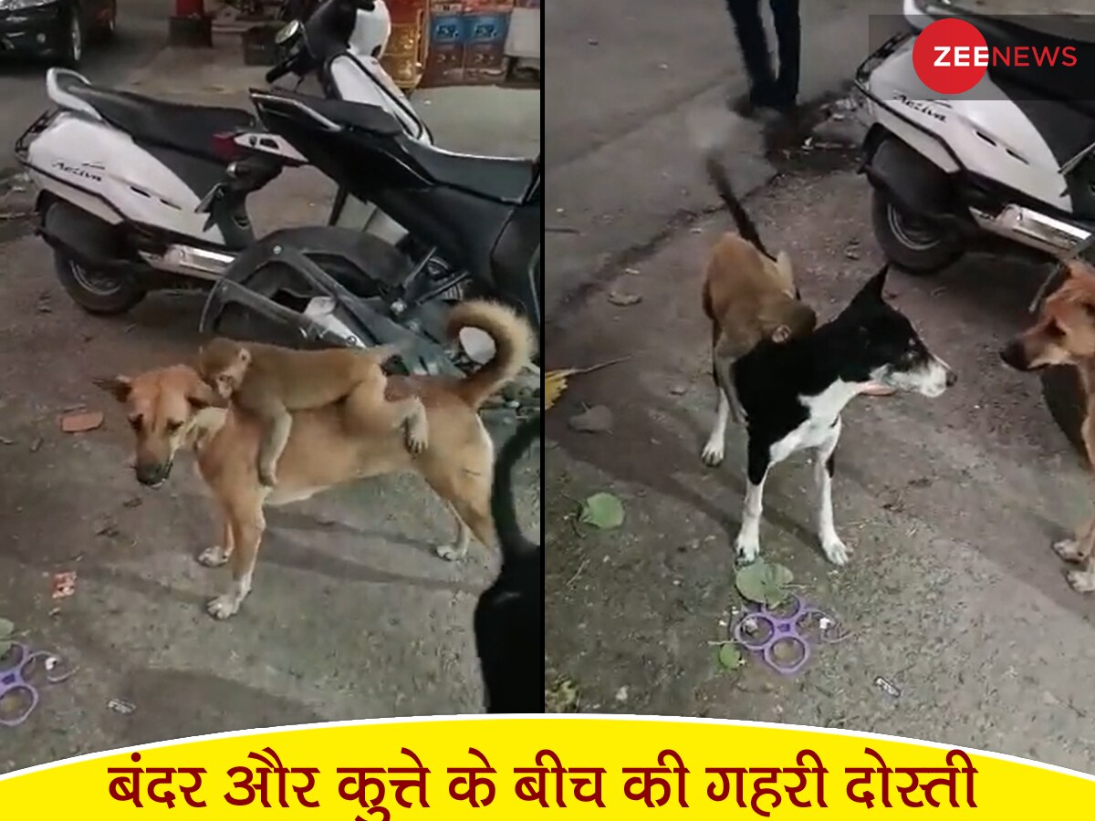 Viral Video: कुत्ते और बंदर की दोस्ती का नया वीडियो आया सामने, पीठ पर बैठकर यूं की सवारी