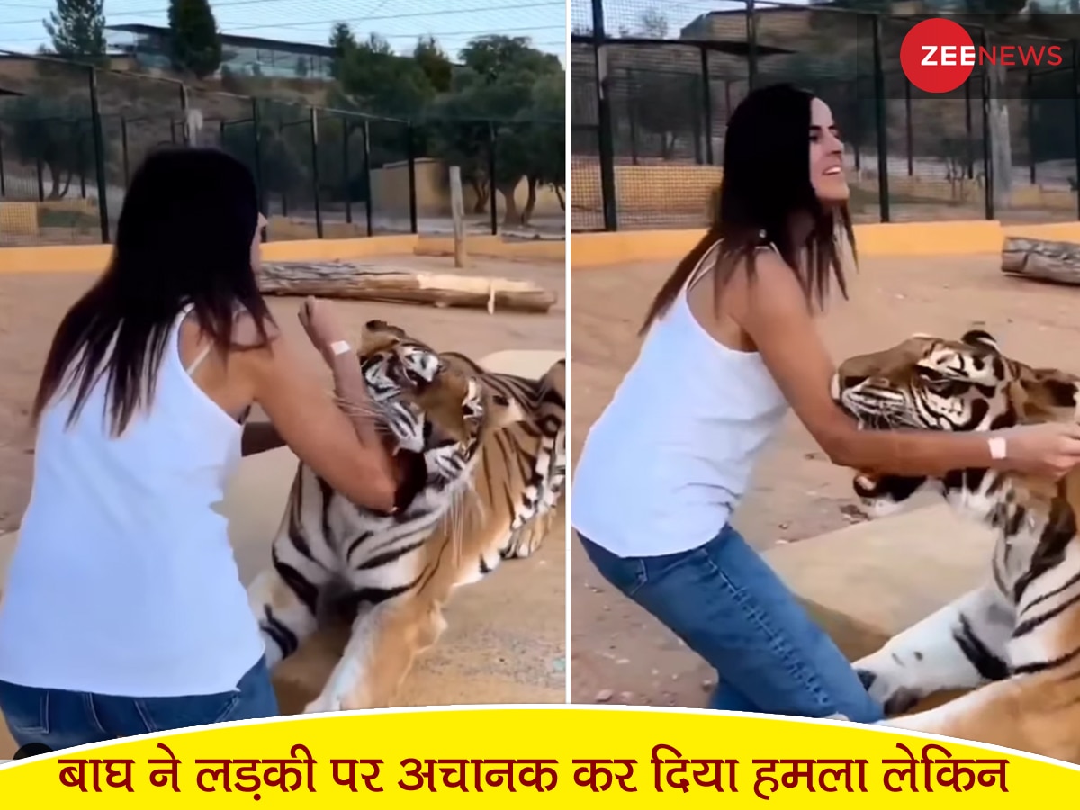 Tiger ने लड़की हाथ जबड़े में डाला और किया ऐसा खौफनाक काम, दिल थामकर ही देखें VIDEO