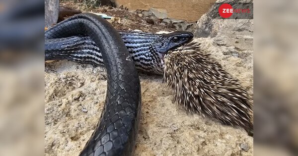 Shocking: Dangerous snake swallowed prickly animal porcupine see what