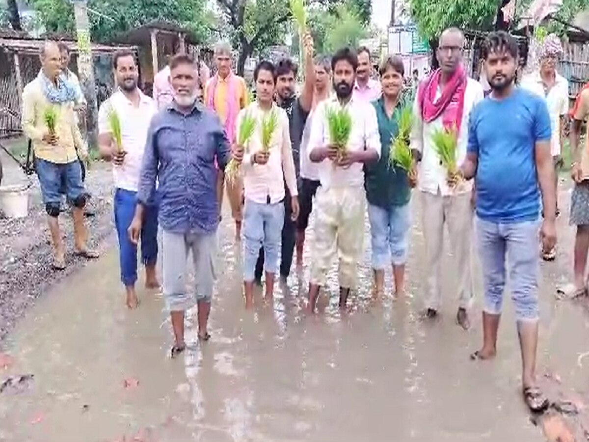 Bihar News: सड़क पर गड्ढों से परेशान जनता ने बो दिए धान के पौधे, कई सालों से टूटी है सड़क