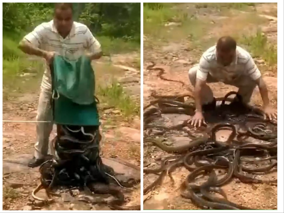 Snake Viral Video: शख्स ने सैकड़ों सांपों को हाथों से सुलझाया, देखें वायरल वीडियो